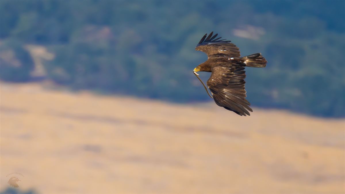 Lesser Spotted Eagle