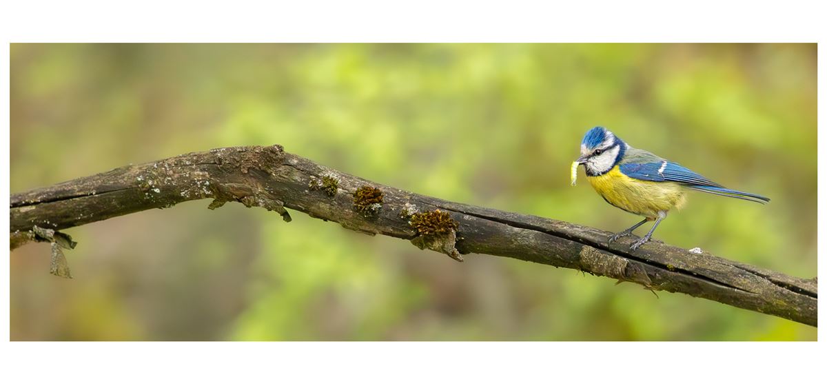 Eurasian Blue Tit