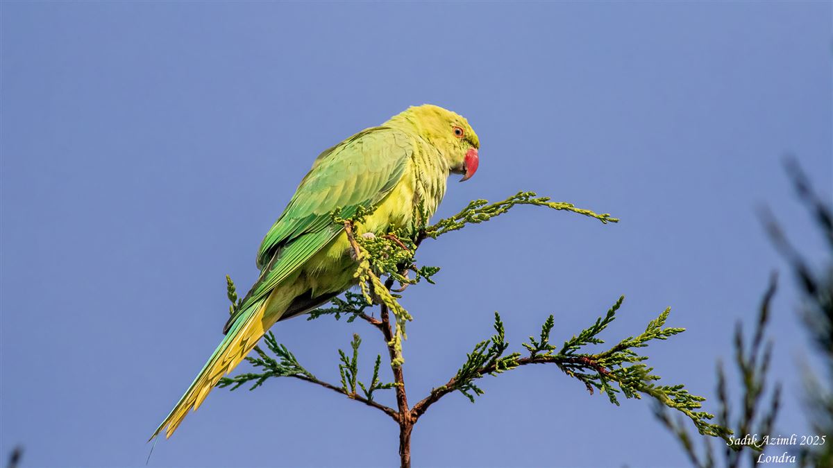 Rose-ringed Parakeet