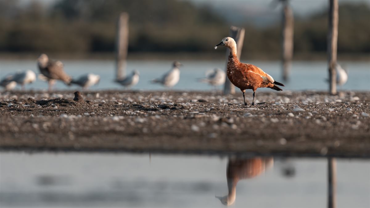 Ruddy Shelduck