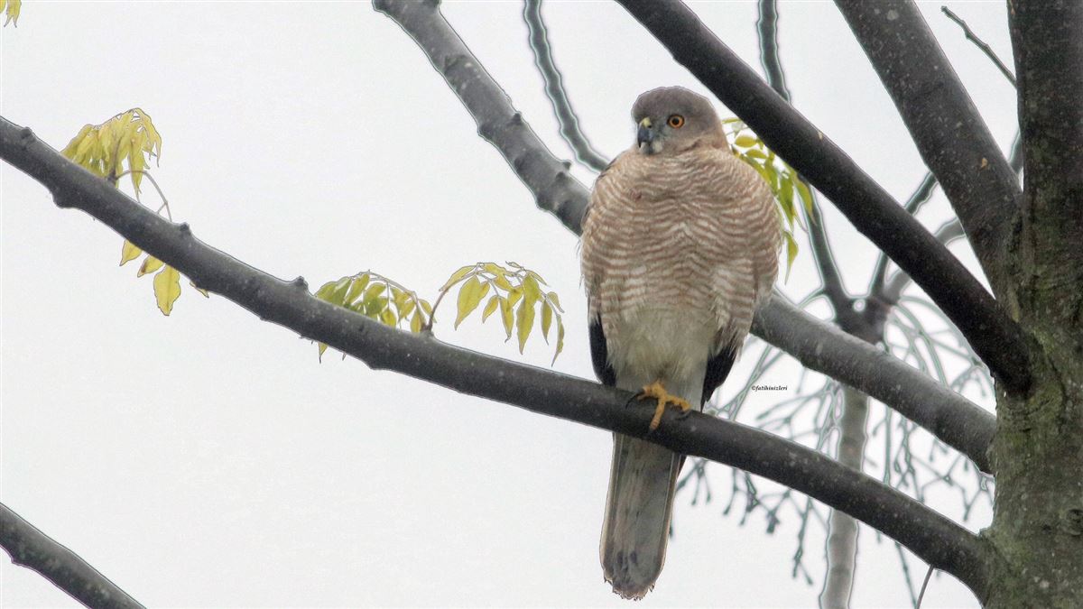 Shikra