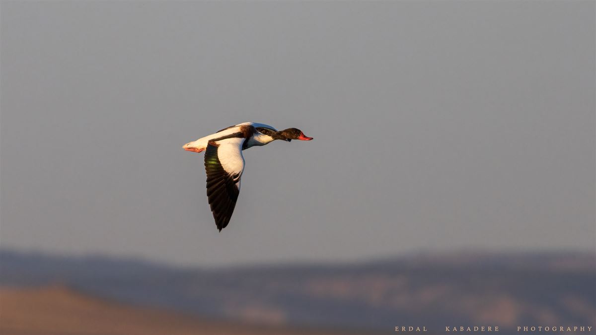 Common Shelduck