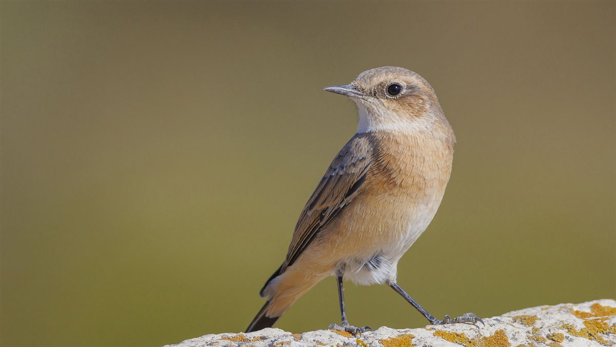 Black-eared Wheatear