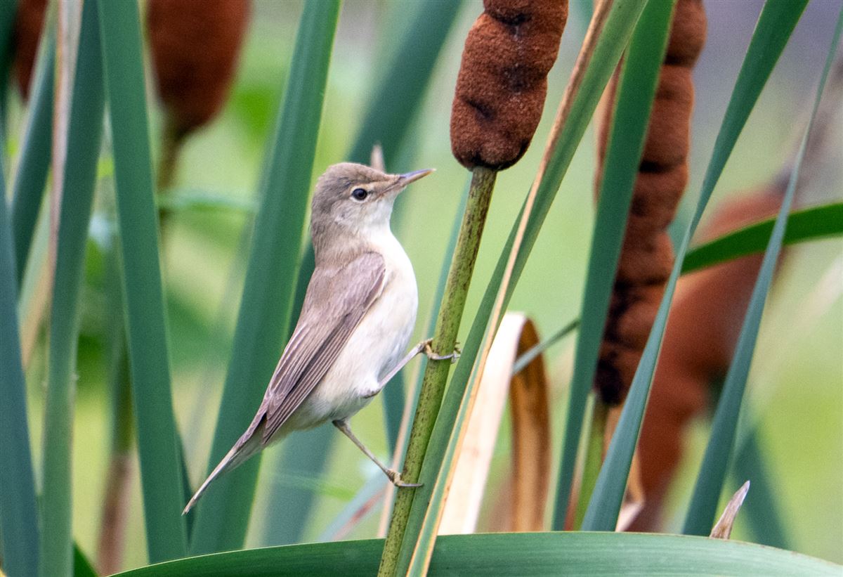 Booted Warbler
