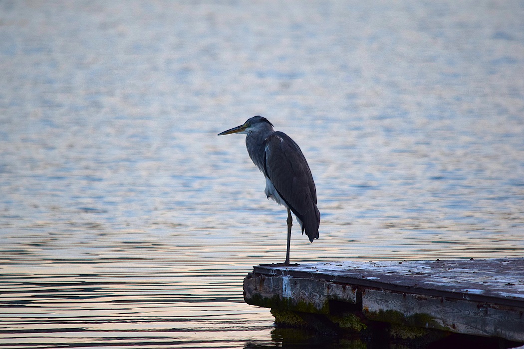 Grey Heron
