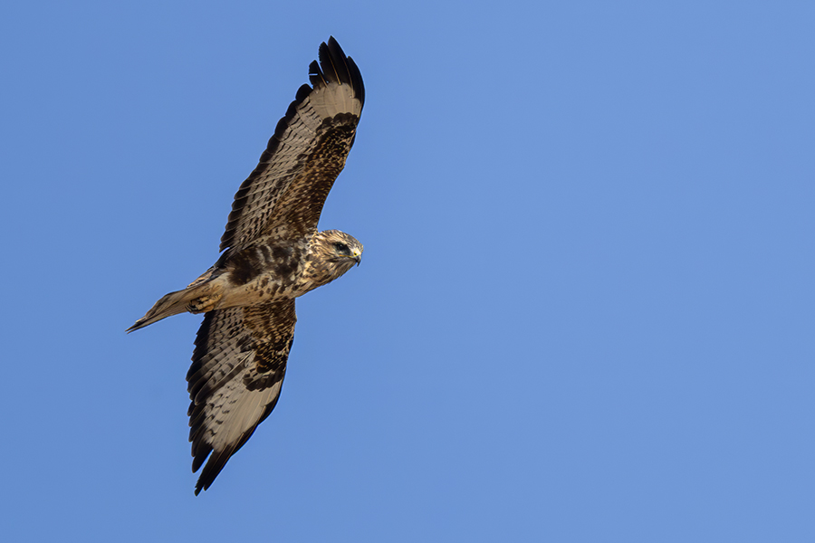 Common Buzzard