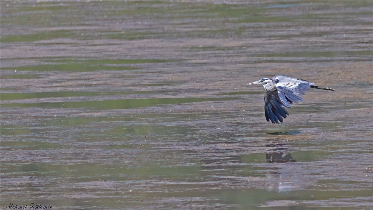 Grey Heron