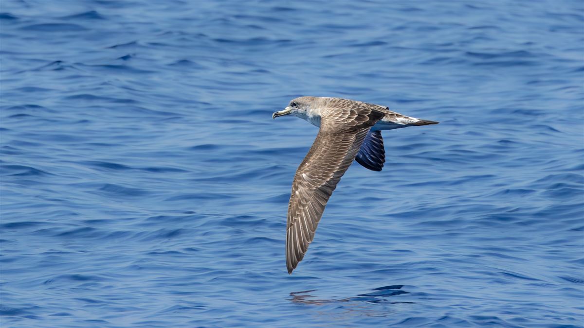 Scopoli`s Shearwater