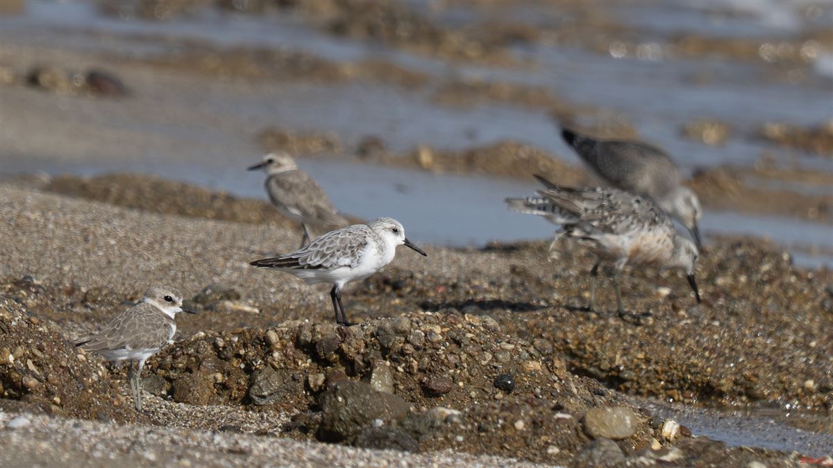 Sanderling