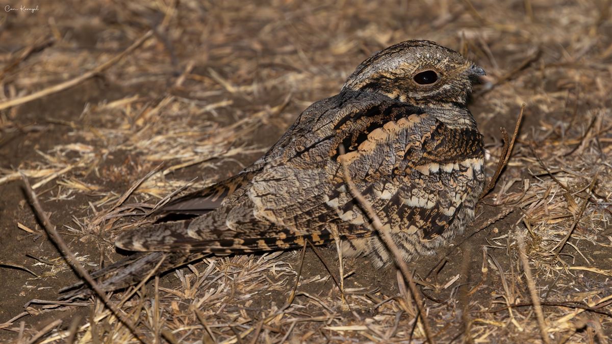 European Nightjar