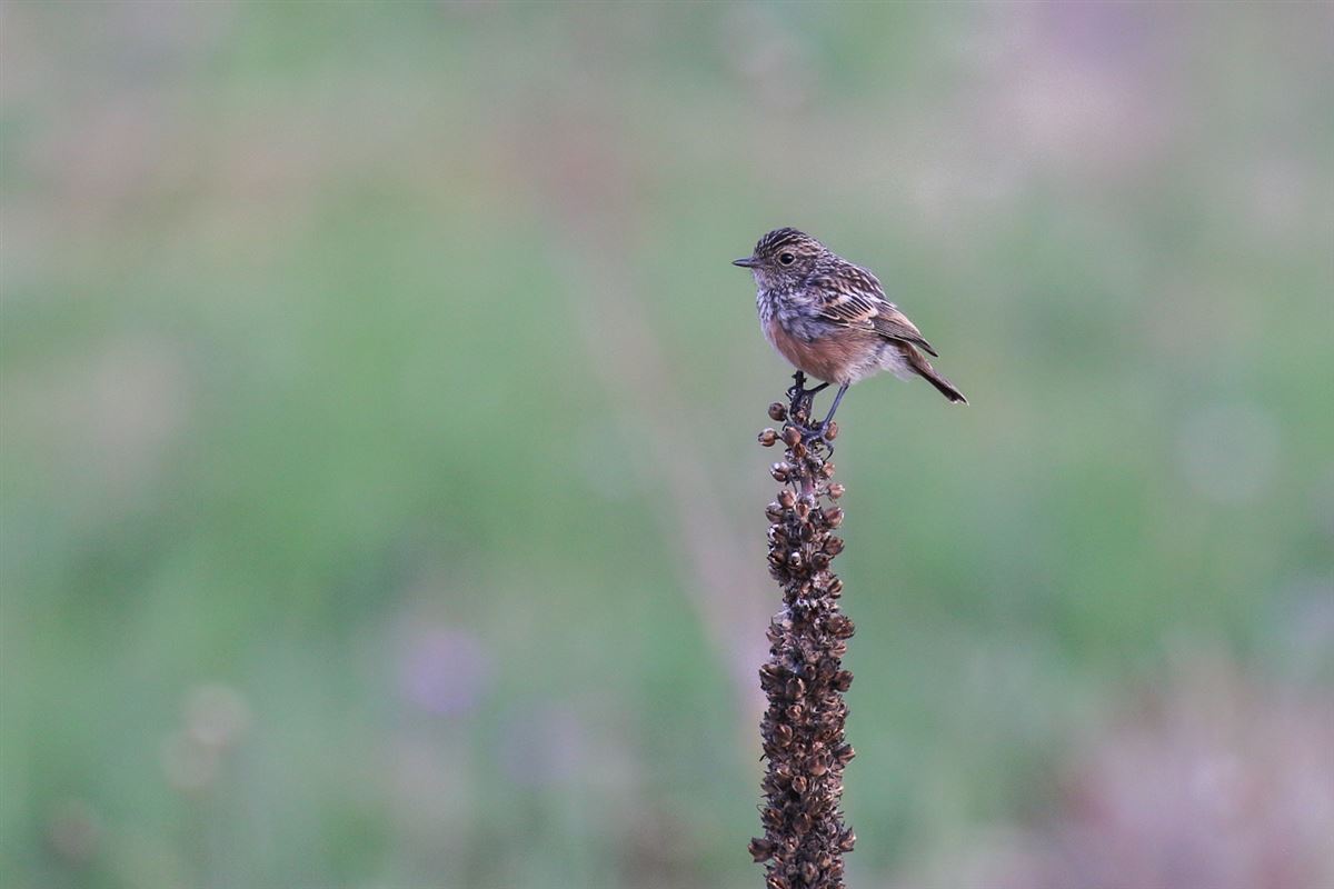 European Stonechat
