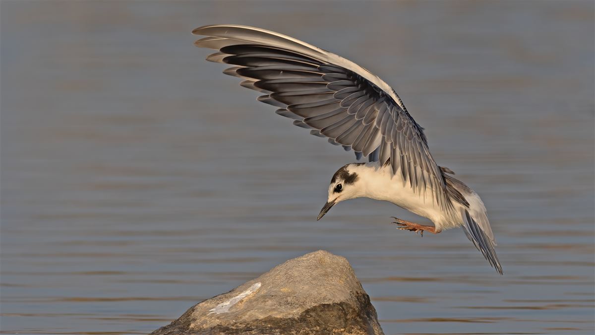 White-winged Tern