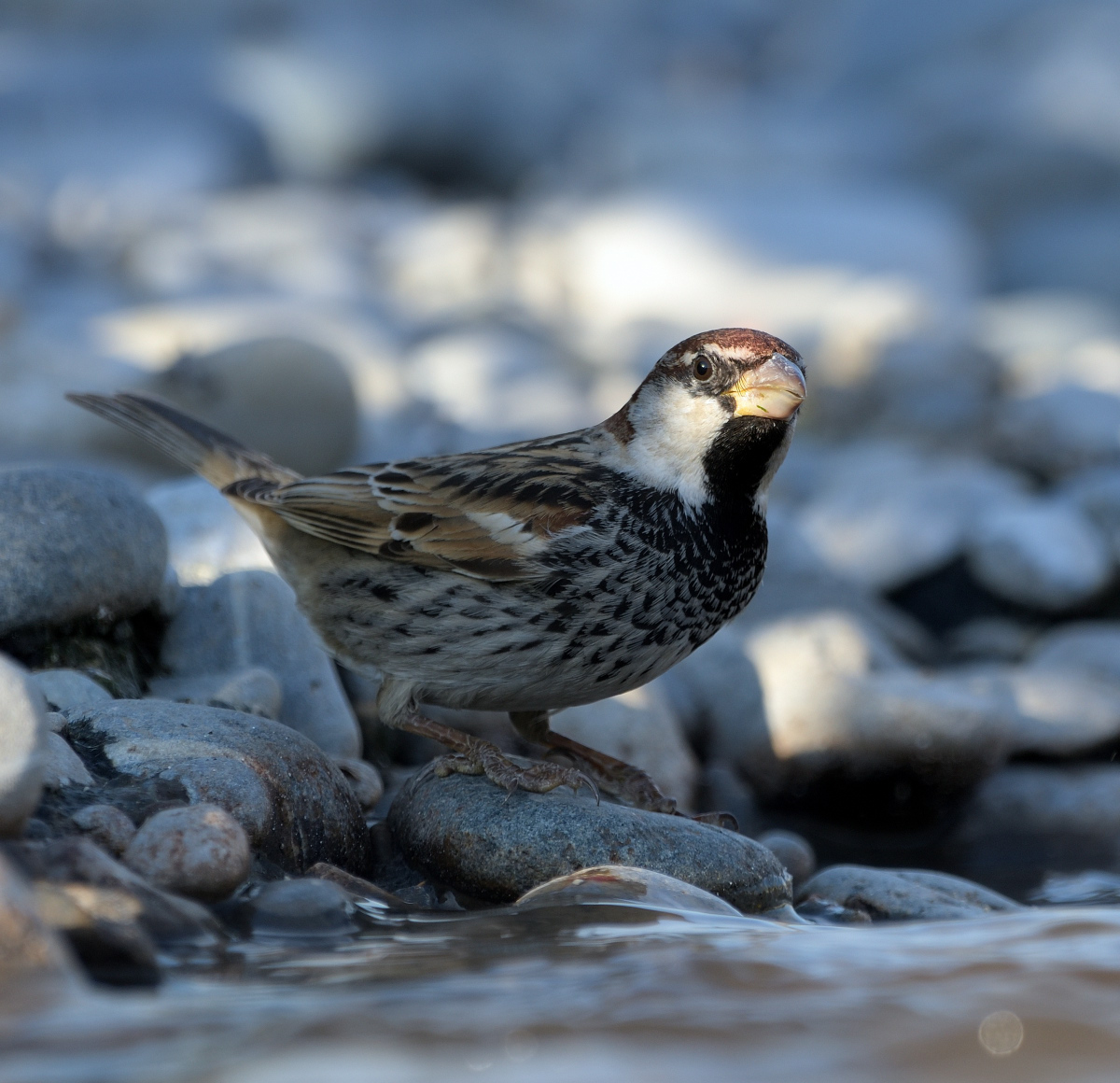 Spanish Sparrow