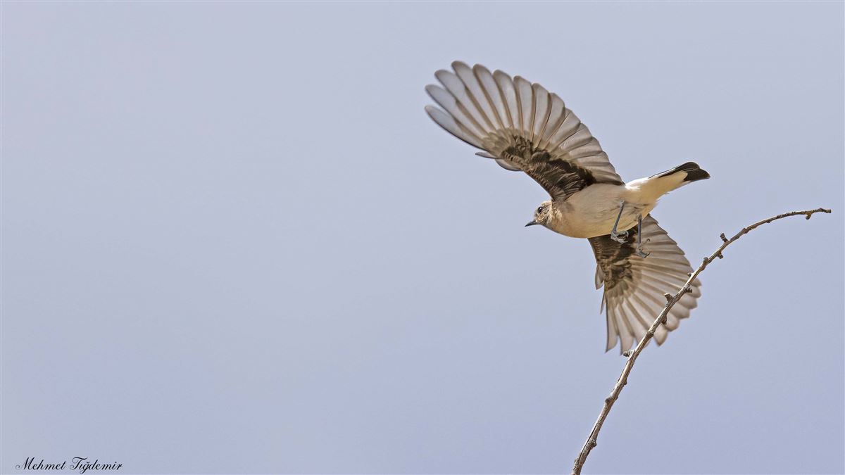 Black-eared Wheatear