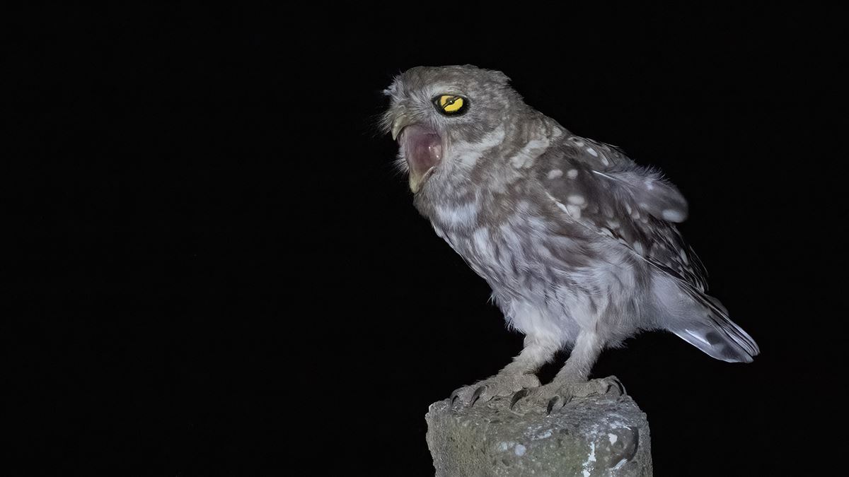 Little Owl