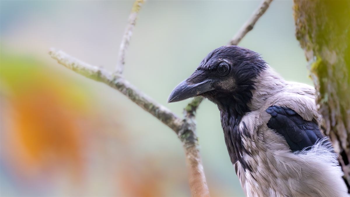 Hooded Crow