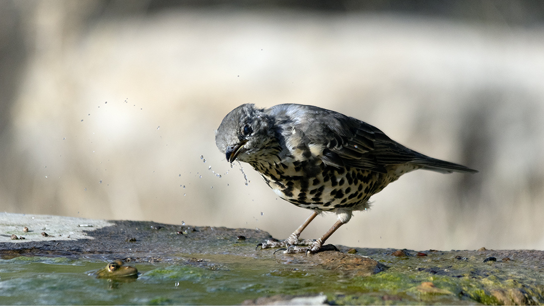 Mistle Thrush