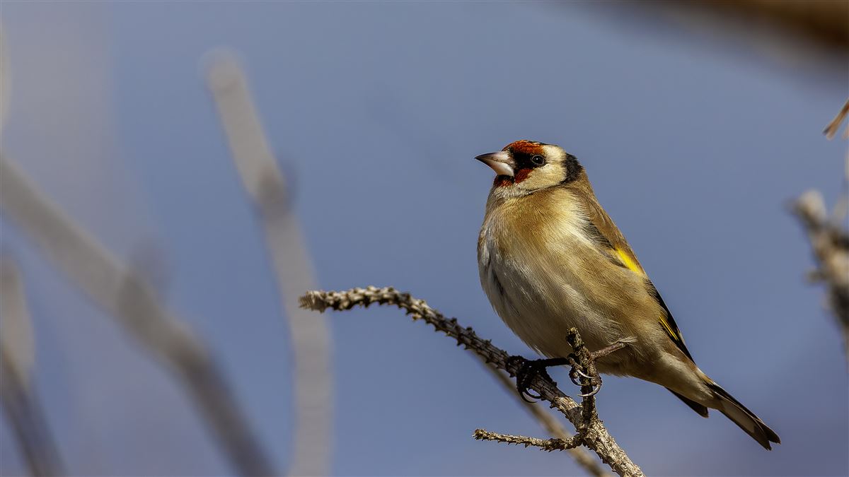 European Goldfinch