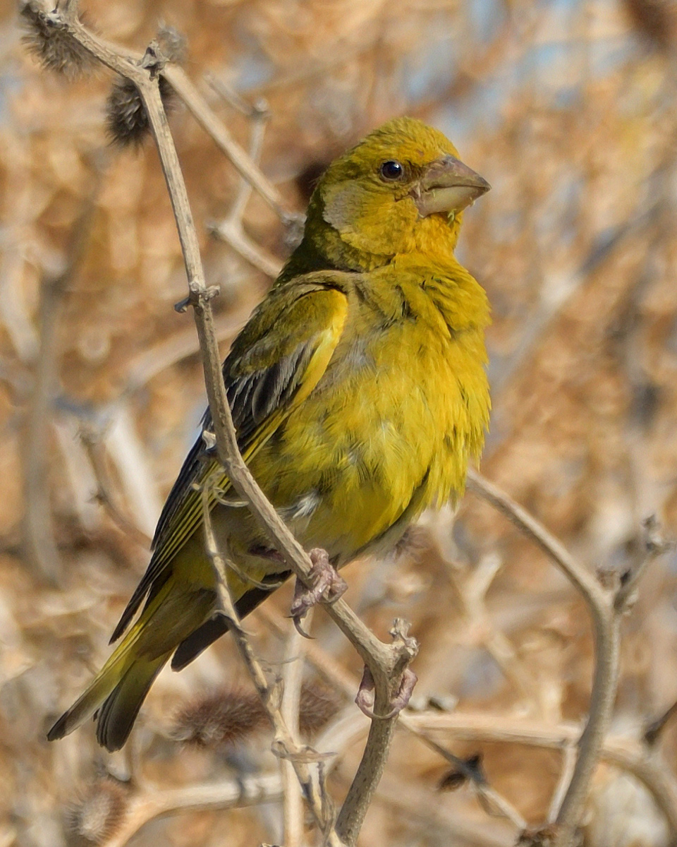 European Greenfinch