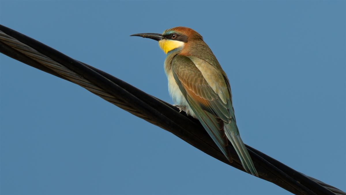 European Bee-eater