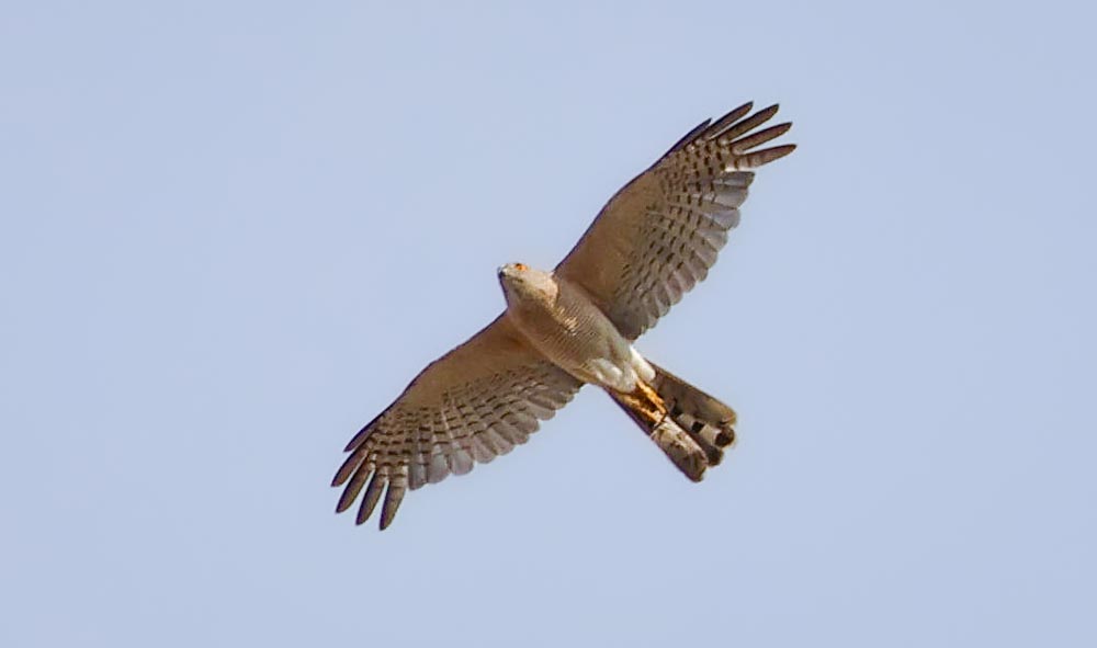 Shikra