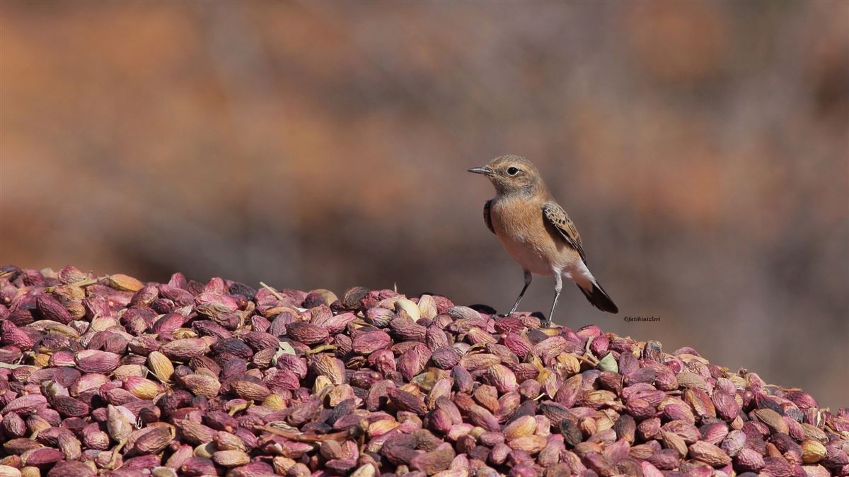 Black-eared Wheatear