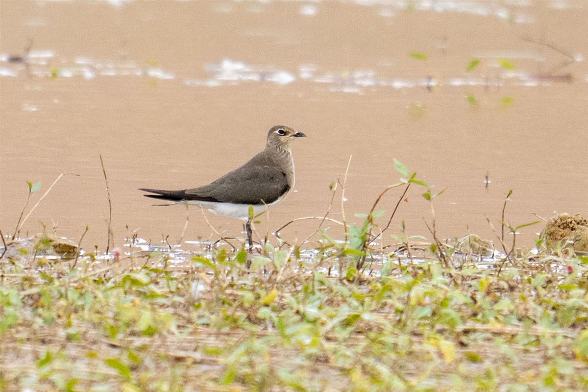 Black-winged Pratincole