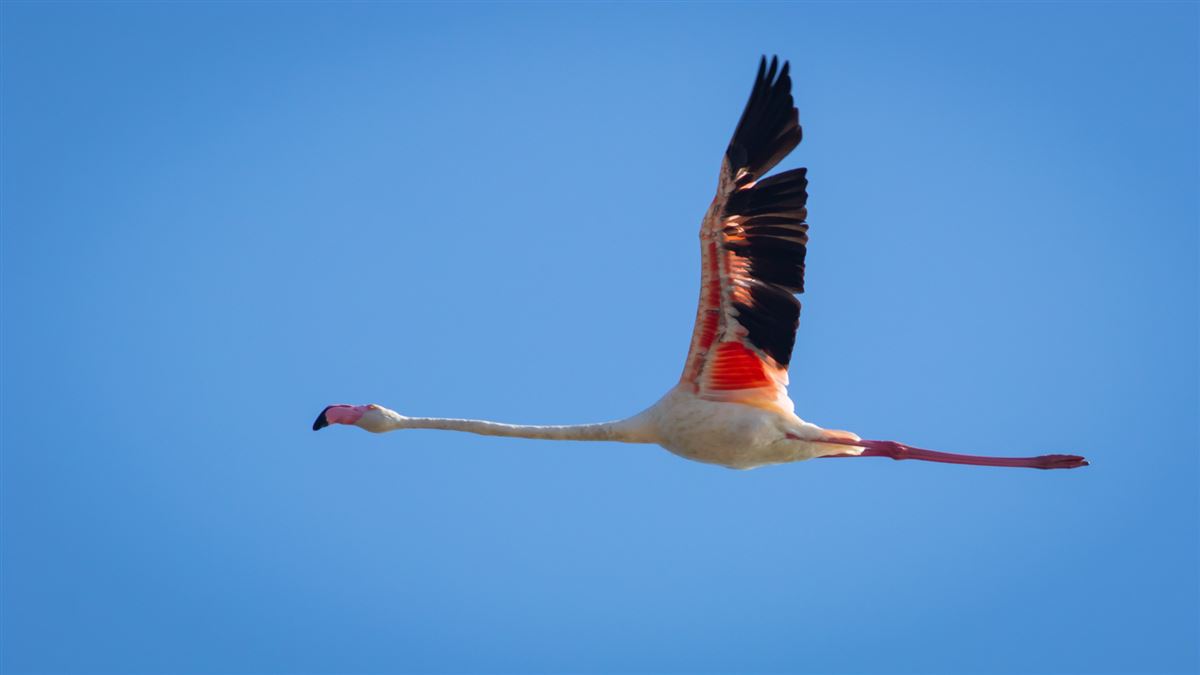 Greater Flamingo