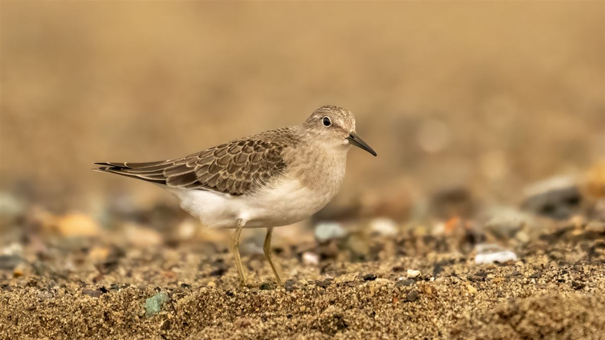 Temminck`s Stint