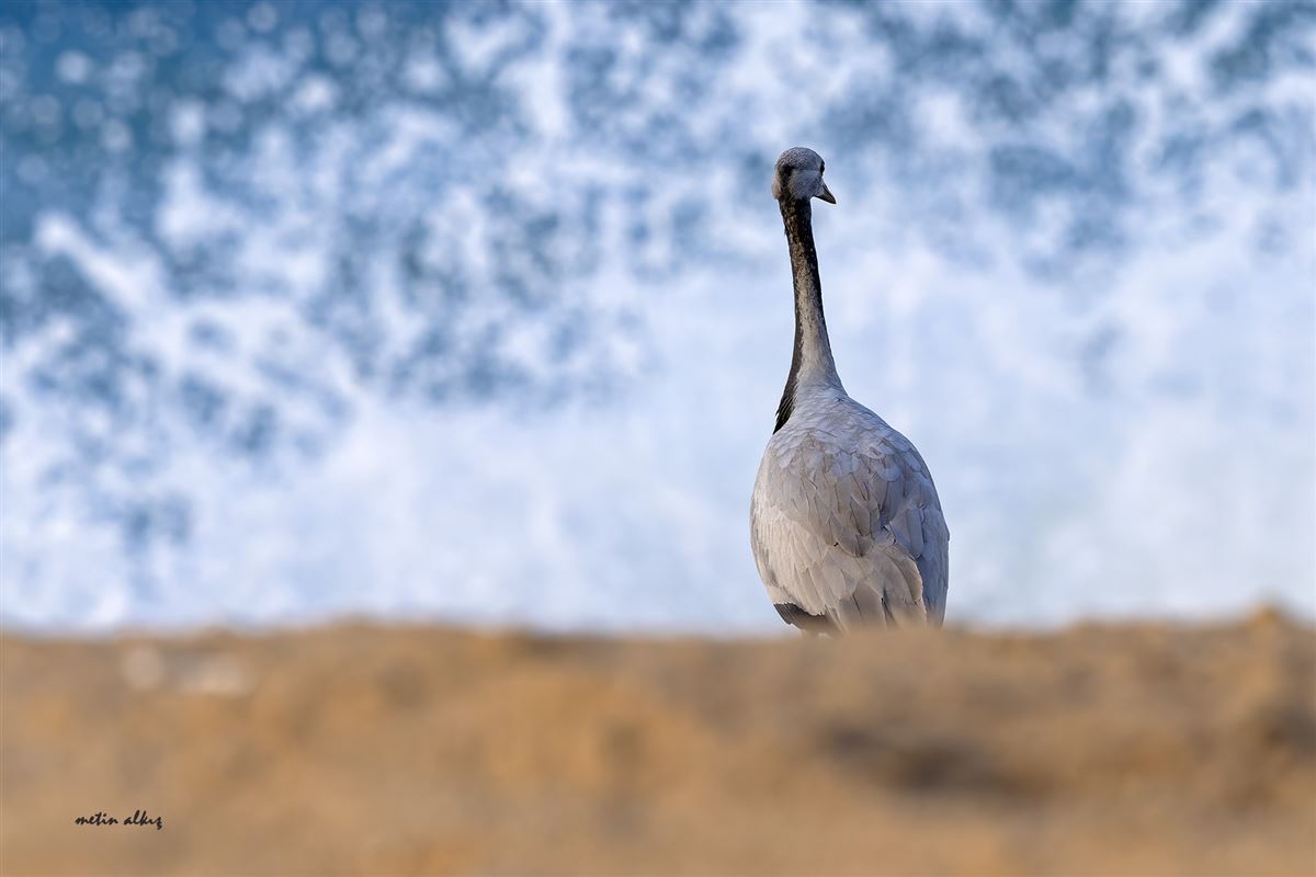 Demoiselle Crane