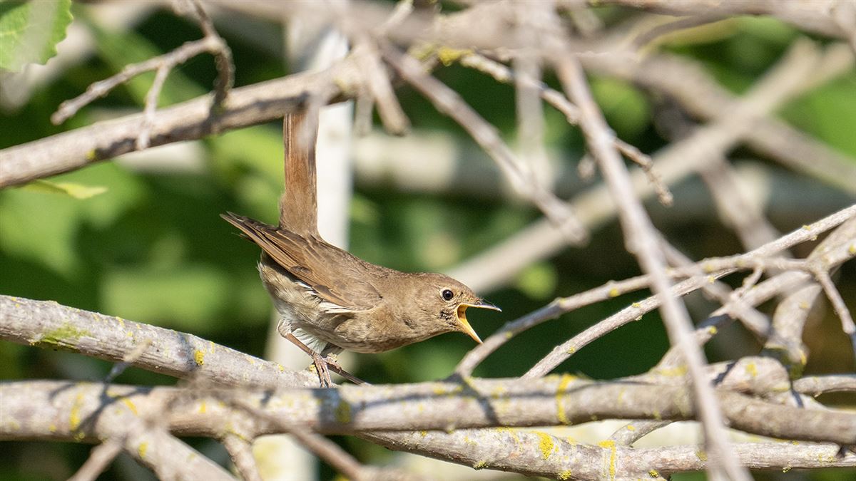 Thrush Nightingale