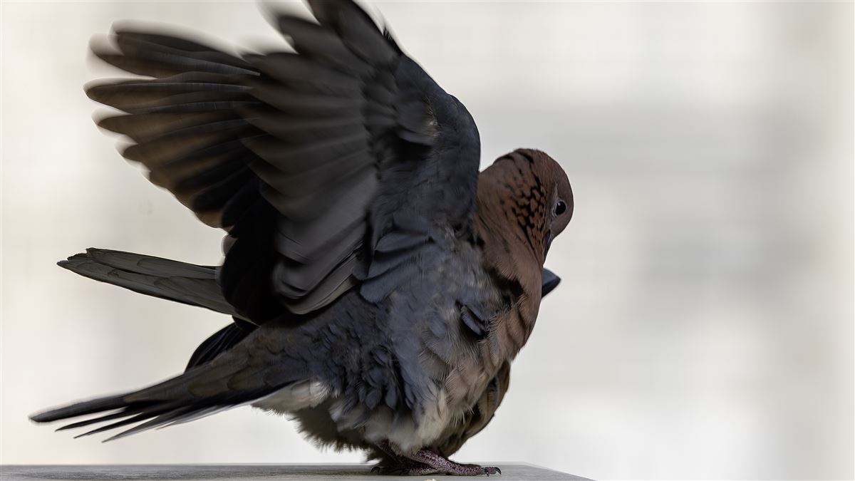 Laughing Dove