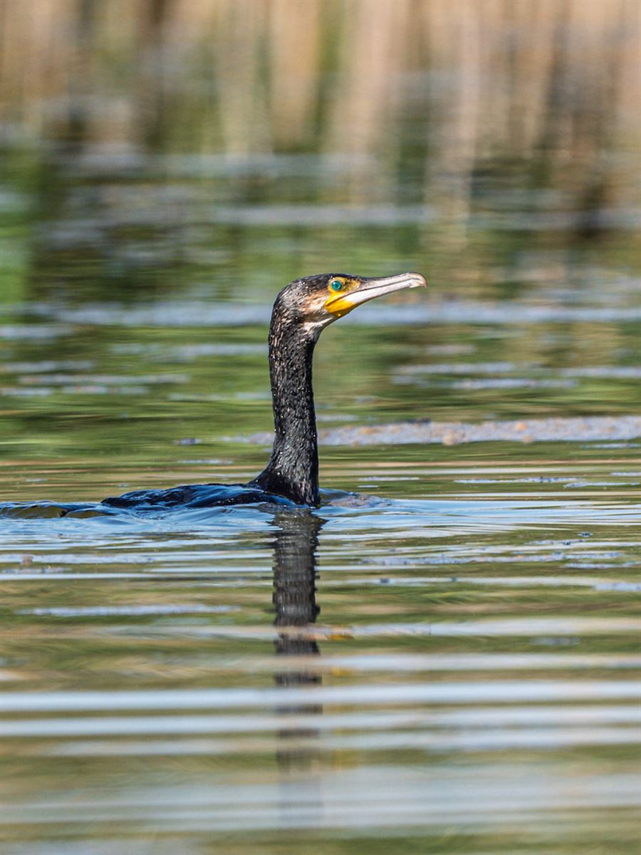 Great Cormorant
