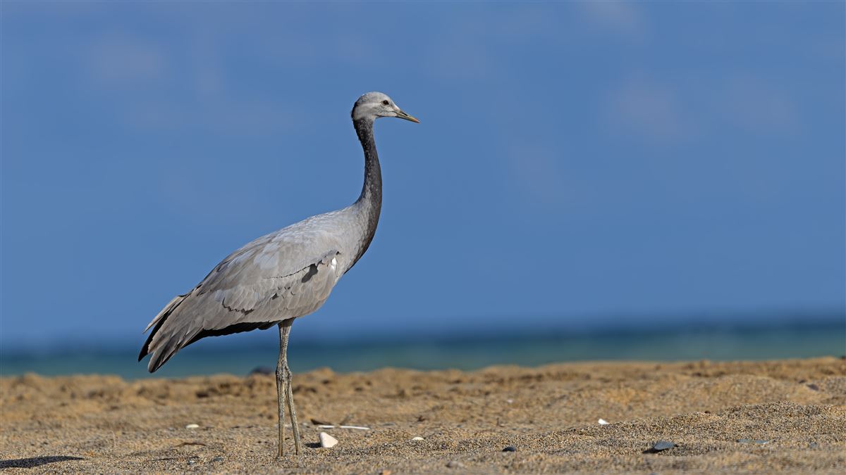 Demoiselle Crane