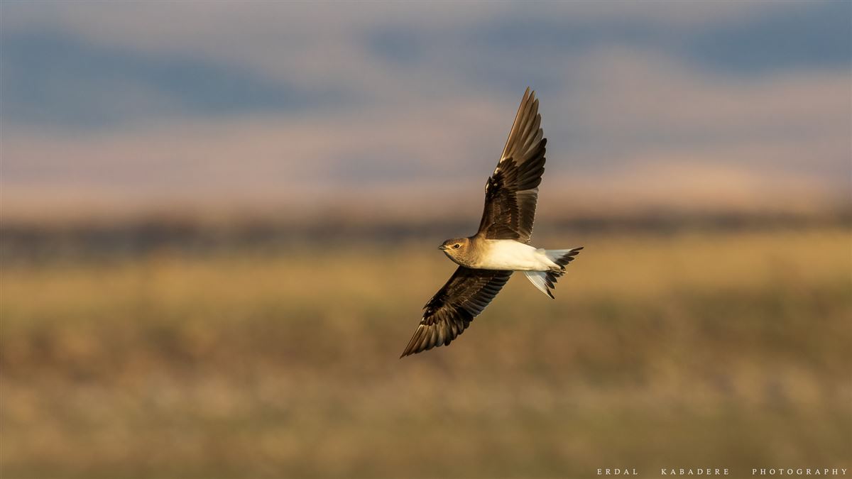 Black-winged Pratincole