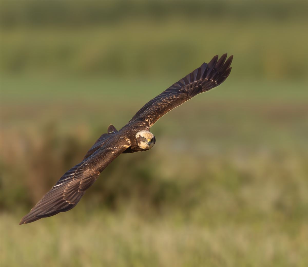 Western Marsh Harrier