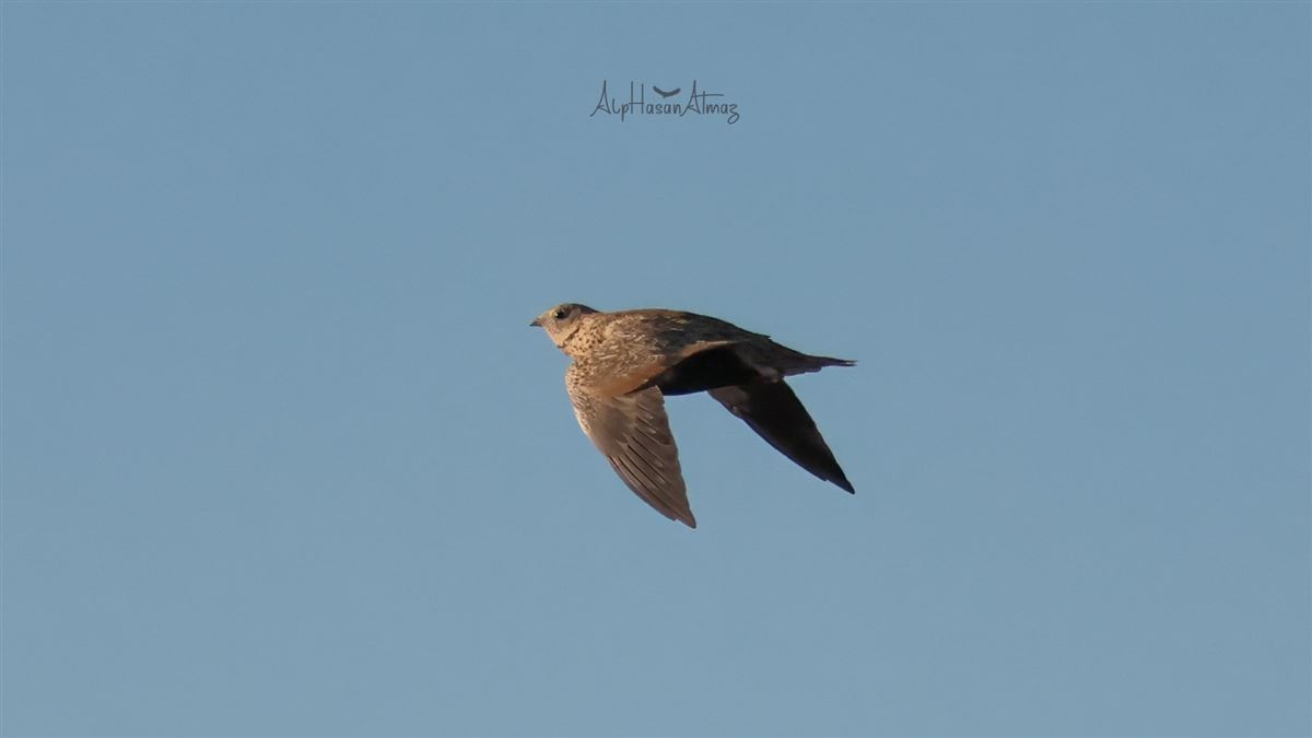 Black-bellied Sandgrouse