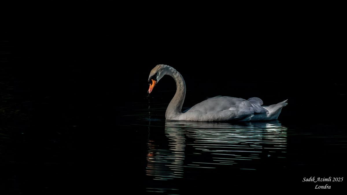 Mute Swan