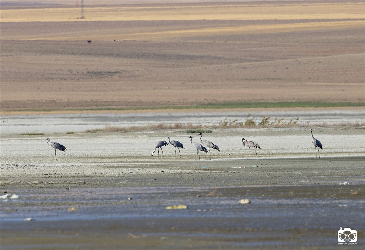 Common Crane