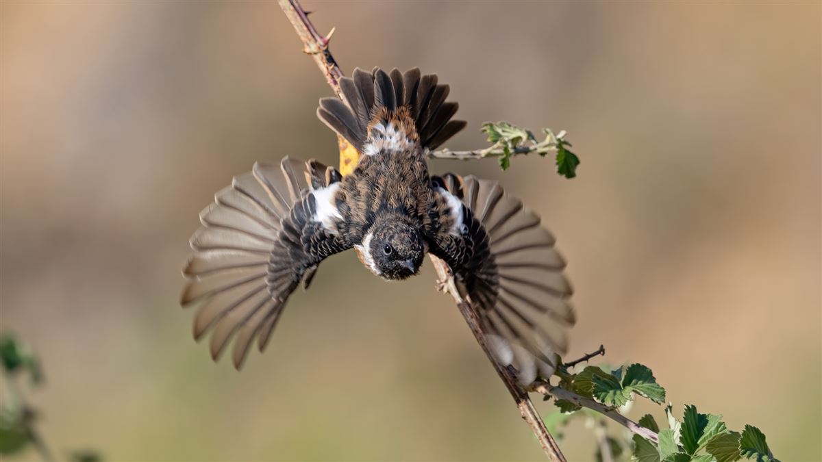 European Stonechat