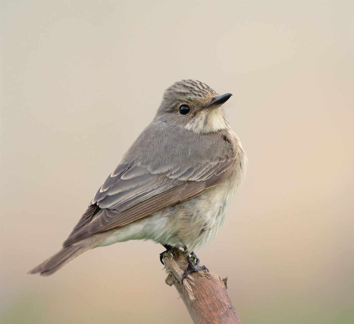 Spotted Flycatcher