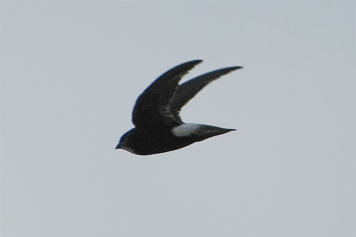 Little Swift