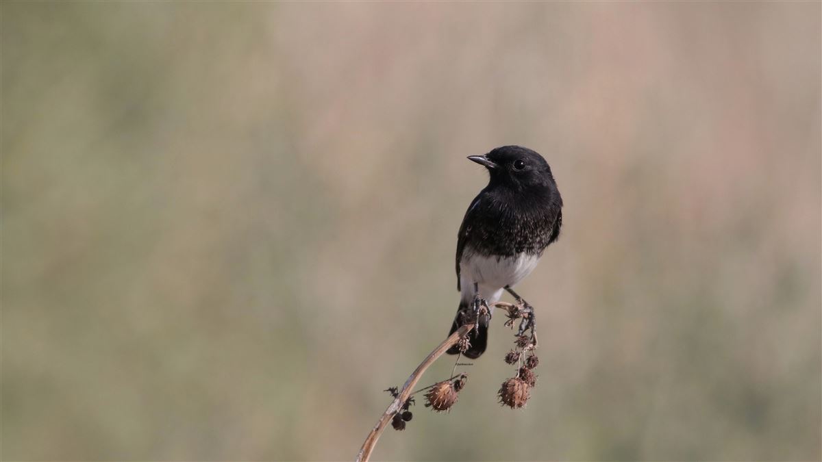 Pied Bush Chat