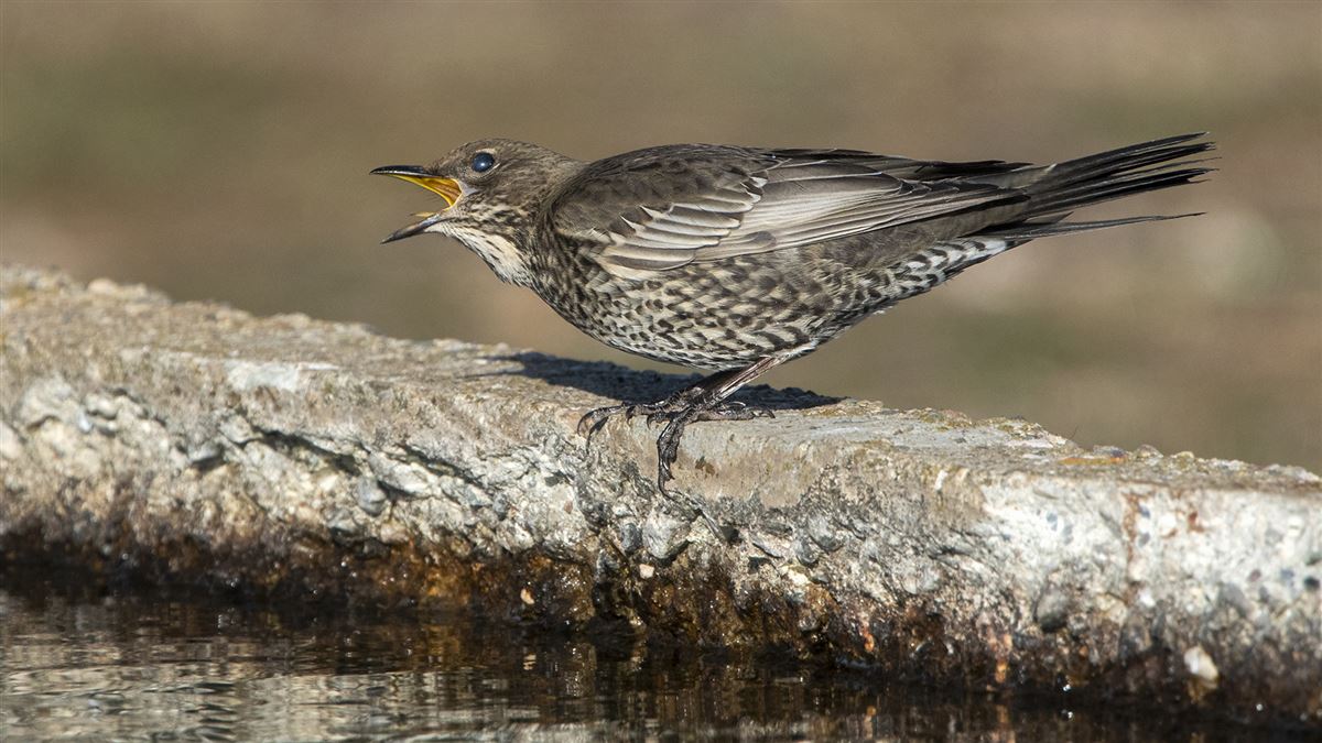 Ring Ouzel
