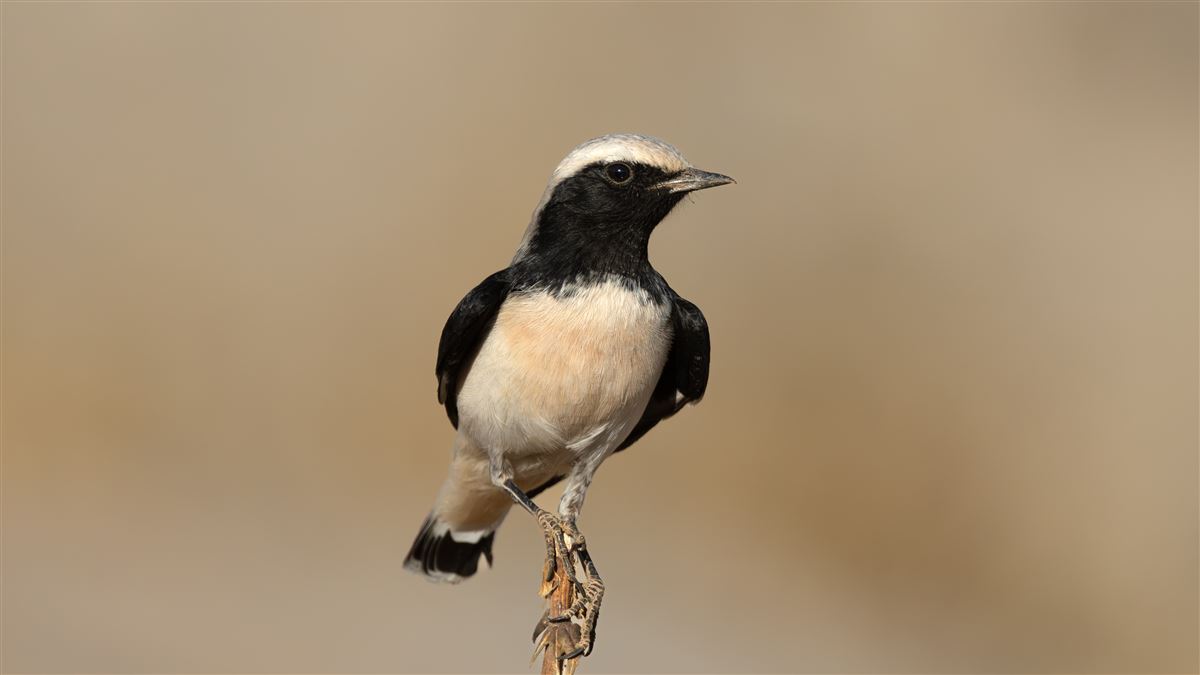 Finsch`s Wheatear
