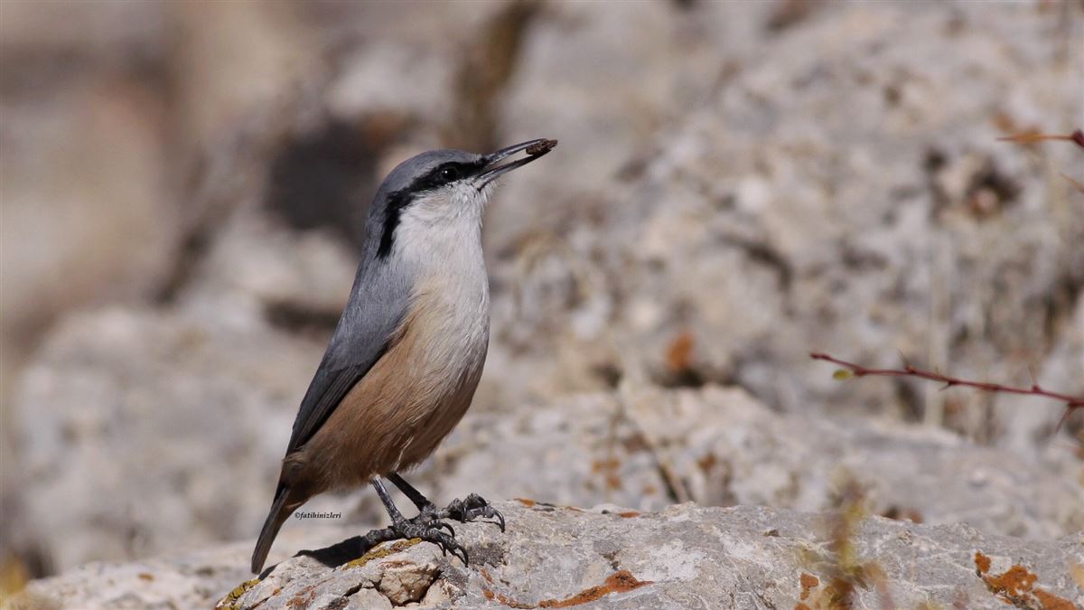 Western Rock Nuthatch