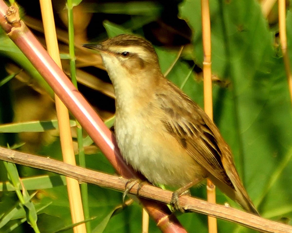 Sedge Warbler
