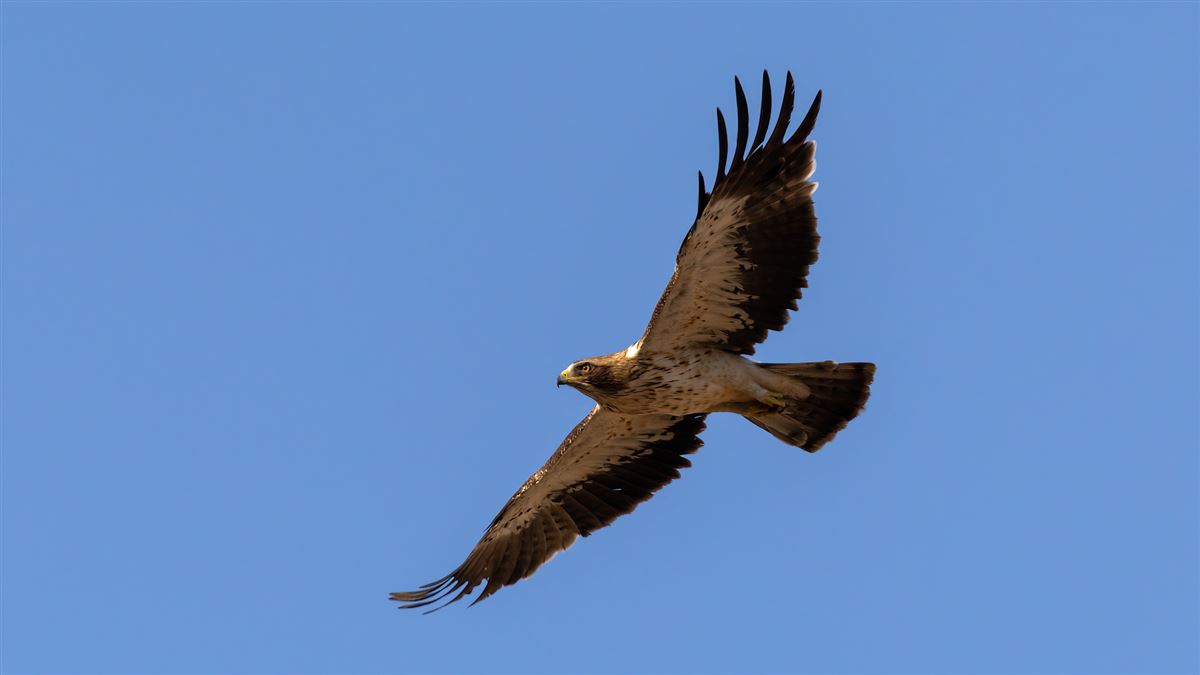 Booted Eagle