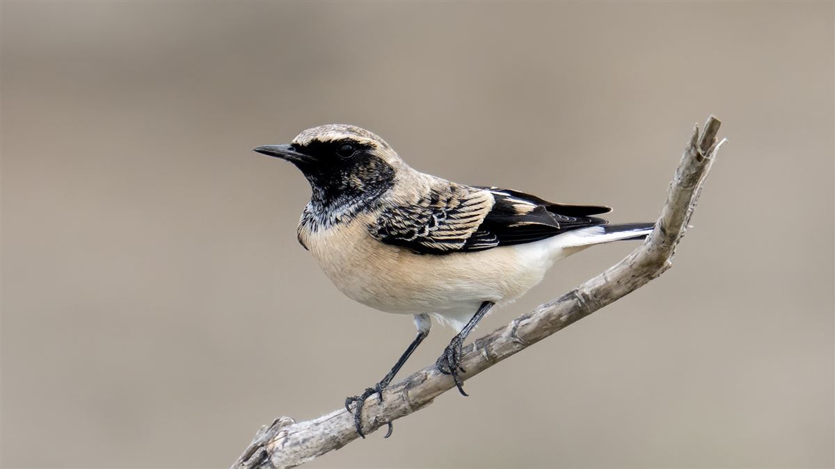Black-eared Wheatear
