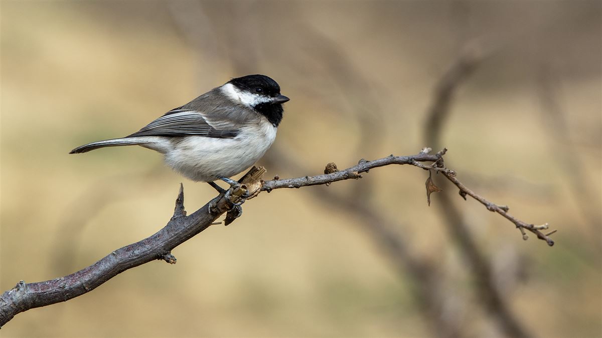Sombre Tit